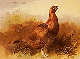 Cock Grouse by Archibald Thorburn